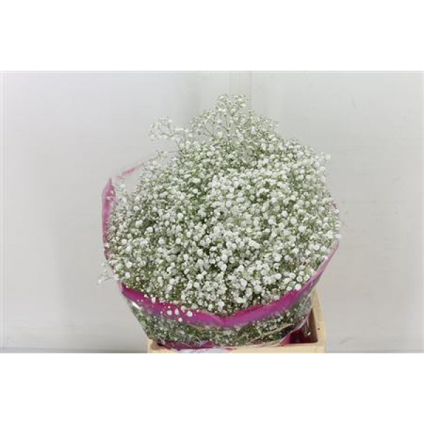 Gypsophila Xlence Xl 50gram 80cm A1