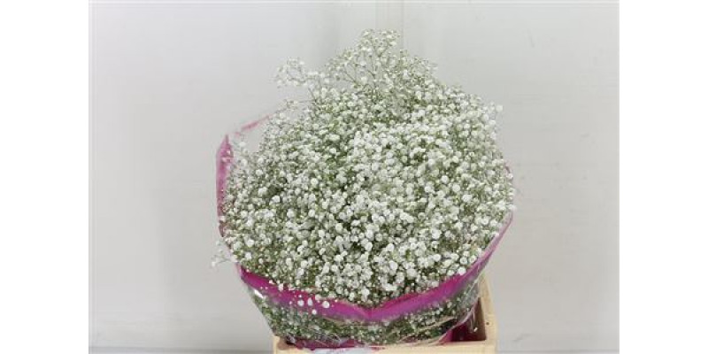 Gypsophila Xlence Xl 50gram 80cm A1