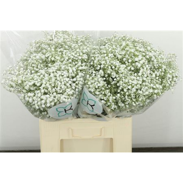 Gypsophila Pa Xlence Gb327 60cm 0