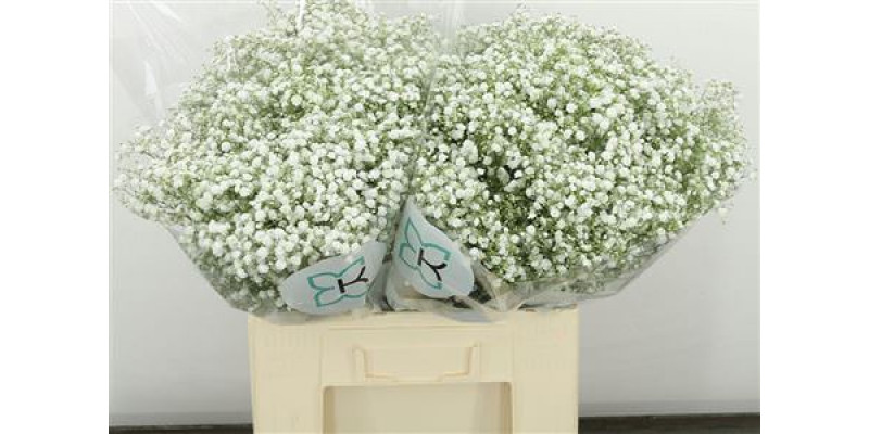 Gypsophila Pa Xlence Gb327 60cm 0