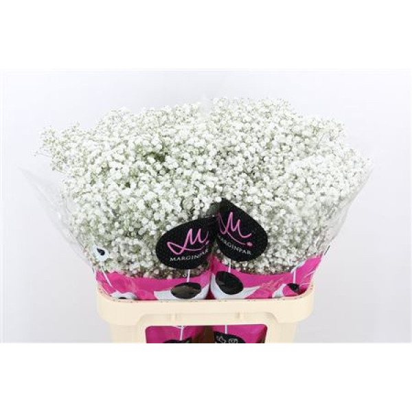 Gypsophila Pa Xlence Ex 35 Gr 75 cm A1