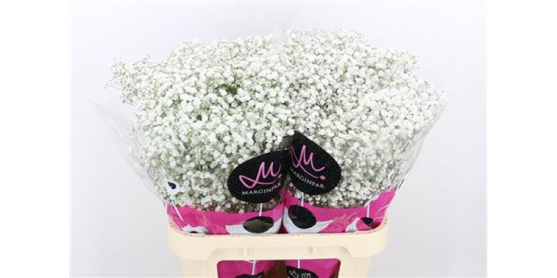 Gypsophila Pa Xlence Ex 35 Gr 75 cm A1