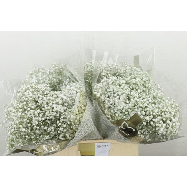 Gypsophila Pa Xlence 15gr 60 cm A1
