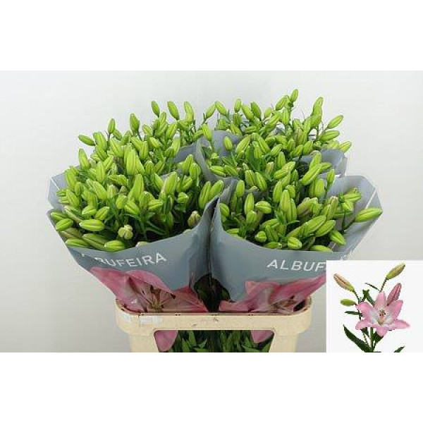 Lillys La Albufeira 4+ 90 cm A1