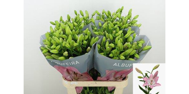 Lillys La Albufeira 4+ 90 cm A1