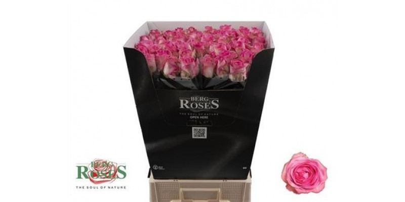 Rose Gr Avalanche CandyPlus 70cm A1