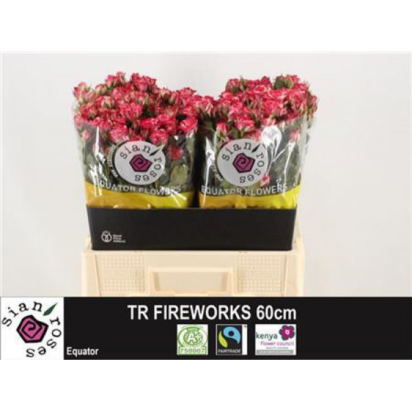 R Tr Fireworks 60cm A1 Col-White Purple
