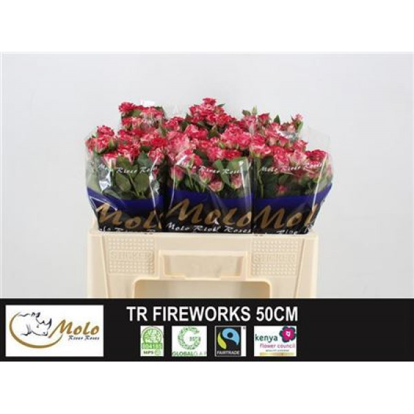 Rose Tr Fireworks 50cm A1