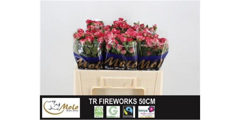 Rose Tr Fireworks 50cm A1