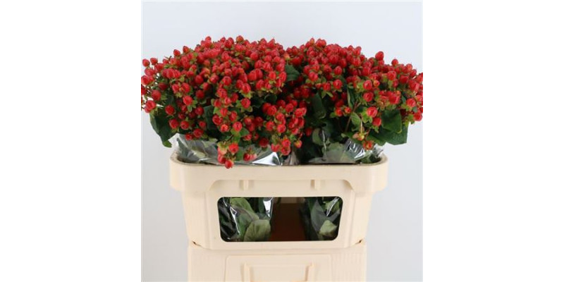 Hypericum Magical Triumph 70cm A1 Col-Red