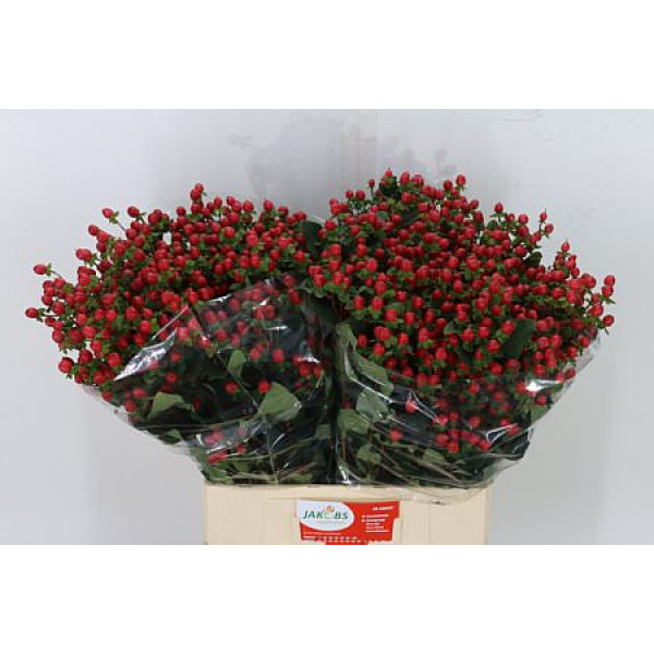 Hypericum Coco Fiesta Spray 70cm A1