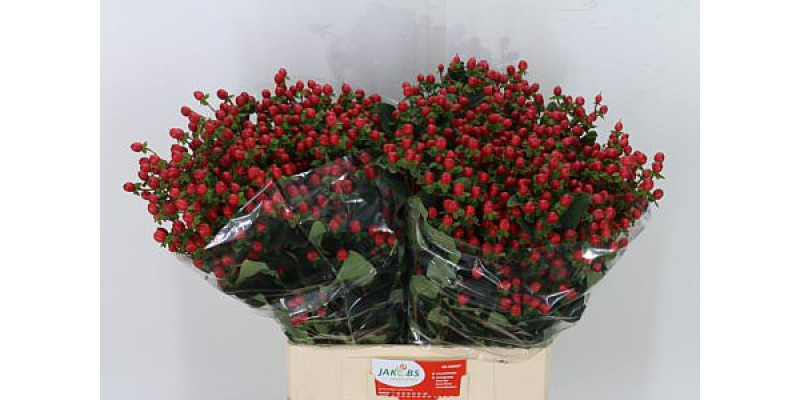 Hypericum Coco Fiesta Spray 70cm A1