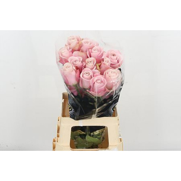 Rose Gr Eq Secret Garden 60cm A1