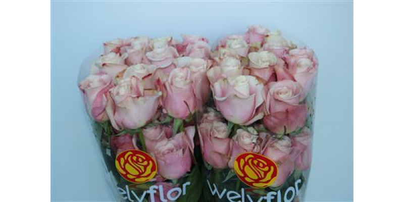 Rose Gr Eq Secret Garden 60 cm 