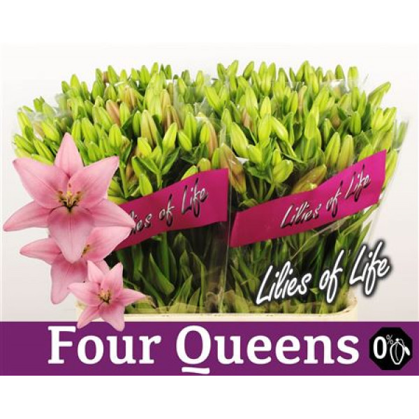 Lillys La Four Queens 4Plus 90cm A1