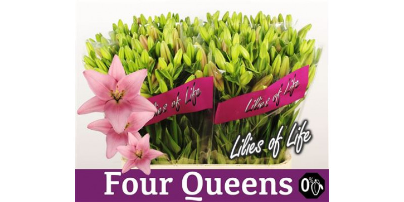 Lillys La Four Queens 4Plus 90cm A1