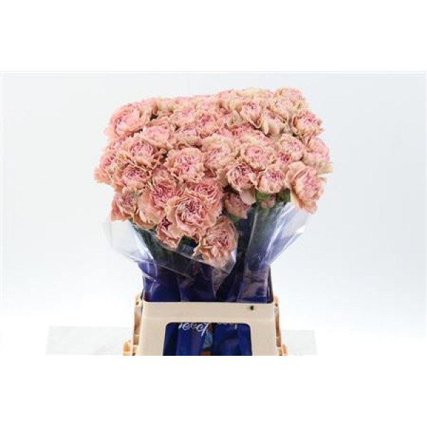 Dianthus St Creola Hi 70cm A1