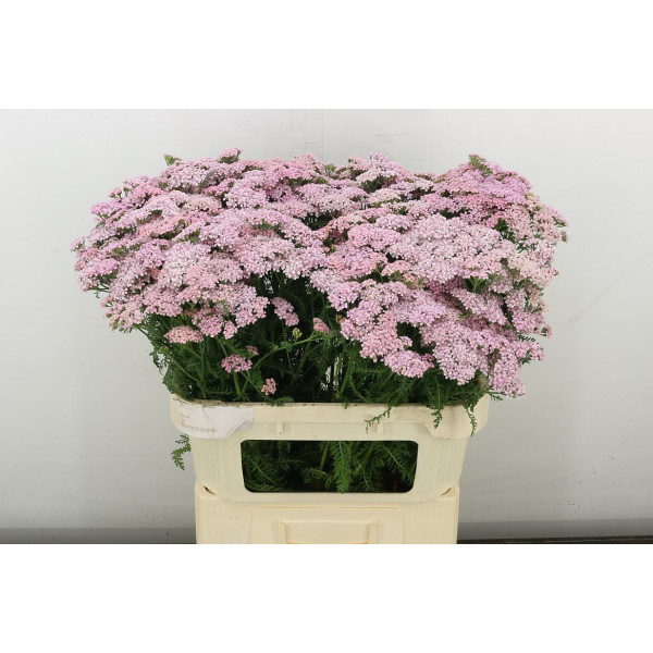 Achil M Anita 75 cm A1
