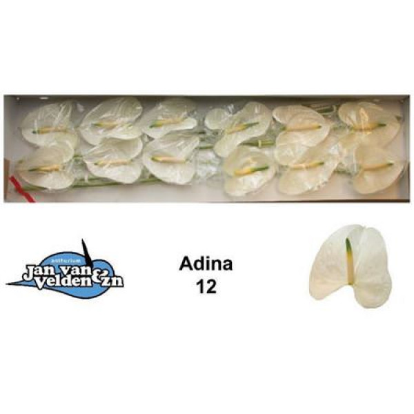 Anthurium Adina X12 12cm 12 Col-White