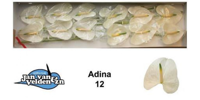 Anthurium Adina X12 12cm 12 Col-White