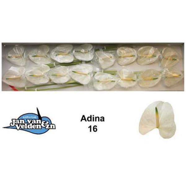 Anthurium Adina X16 16cm 16 Col-White