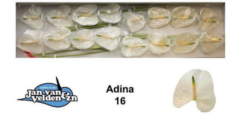 Anthurium Adina X16 16cm 16 Col-White