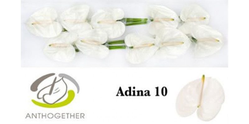 Anthurium A Adina 10 A1