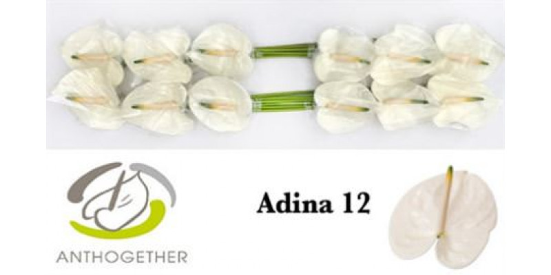 Anthurium A Adina 12 A1