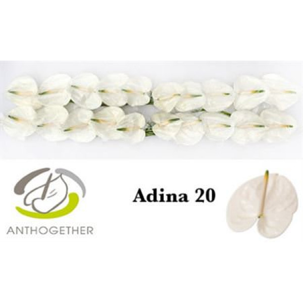 Anth A Adina 20 A1