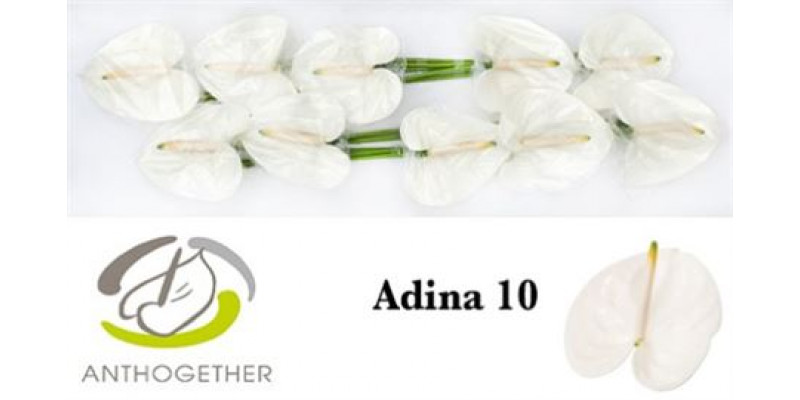 Anthurium A Adina 10  A1