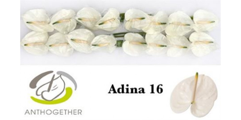 Anthurium A Adina 16  A1