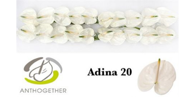 Anthurium A Adina 20  A1