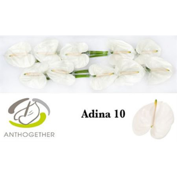 Anthurium A Adina 10  A1