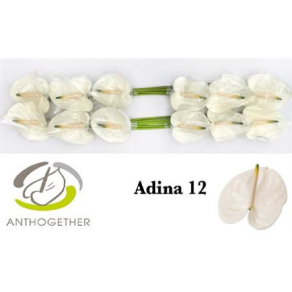 Anthurium A Adina 12  A1