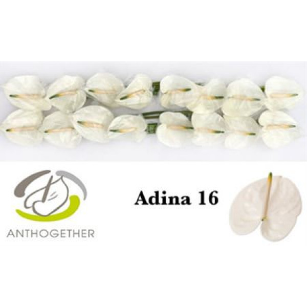Anthurium A Adina 16  A1