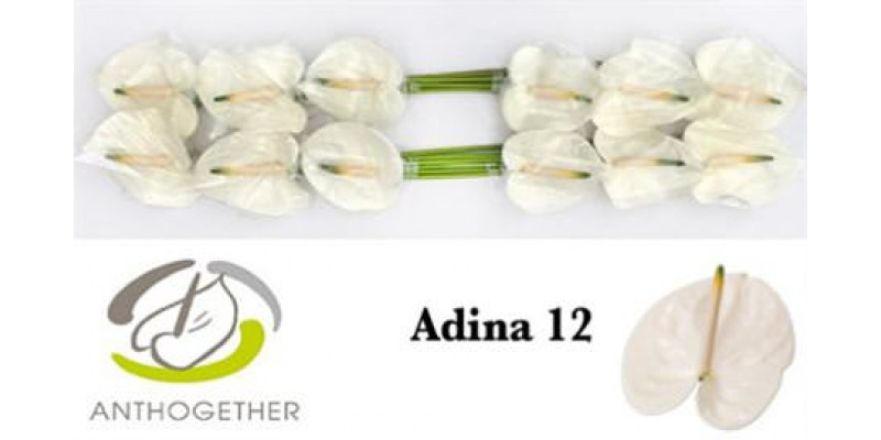 Anthurium A Adina 12 0cm A1