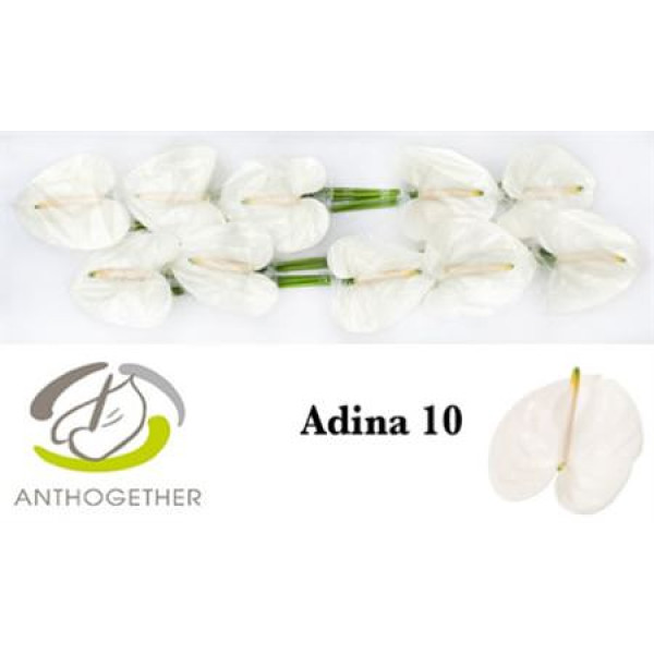 Anthurium A Adina 10  A1