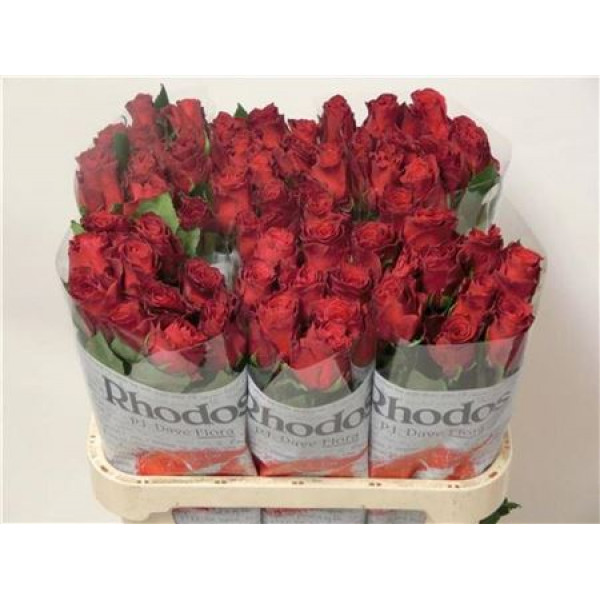 Rose Gr Rhodos 80 A1Red