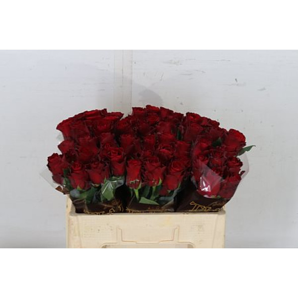 Rose Gr Rhodos 50cm A1 Col-Red