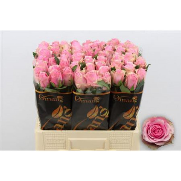 Rose Gr Celeb 40cm A1 Col-Pink