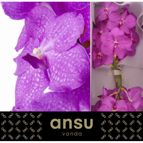 Orchid Vanda Nitaya Candy Pink 0cm A1 Col-Pink