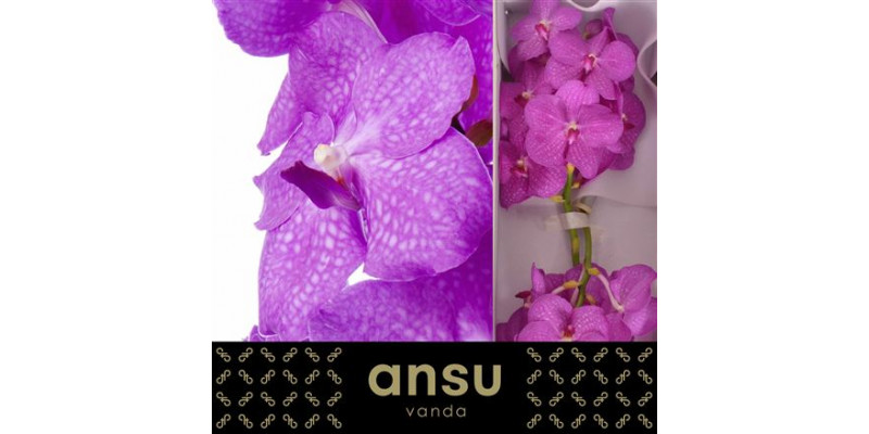 Orchid Vanda Nitaya Candy Pink 0cm A1 Col-Pink