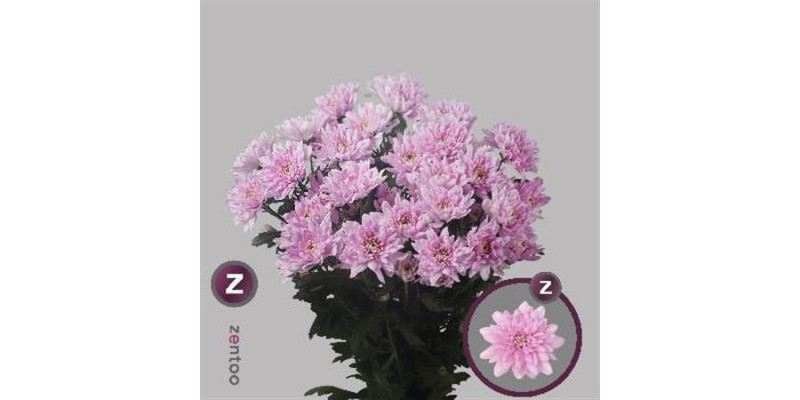 Chrysanthemums T Baltica Pink 70cm A1 Col-Pink