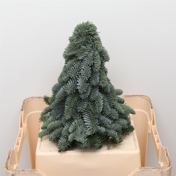 Nobilis Kerstboom Classic 30 Cm 30cm 