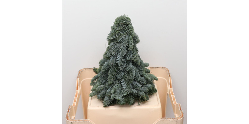 Nobilis Kerstboom Classic 30 Cm 30cm 