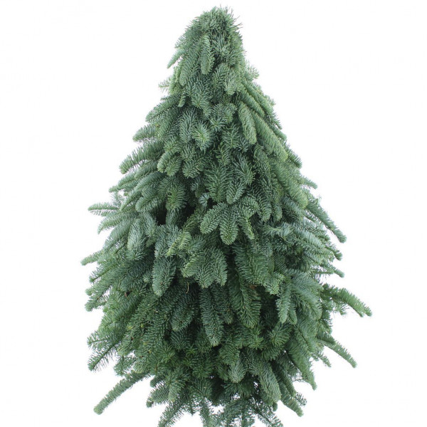 Nobilis Kerstboom Classic 80cm 80cm A1 Col-Green