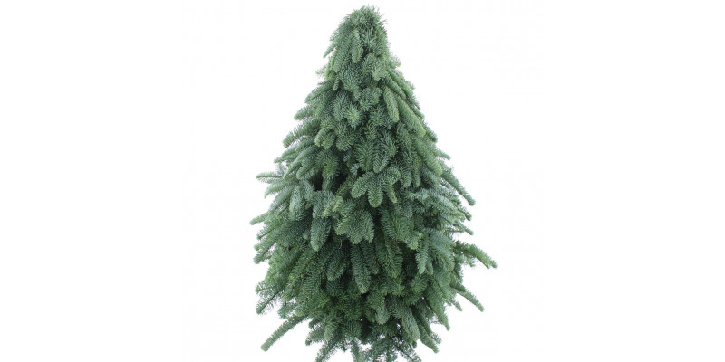 Nobilis Kerstboom Classic 80cm 80cm A1 Col-Green