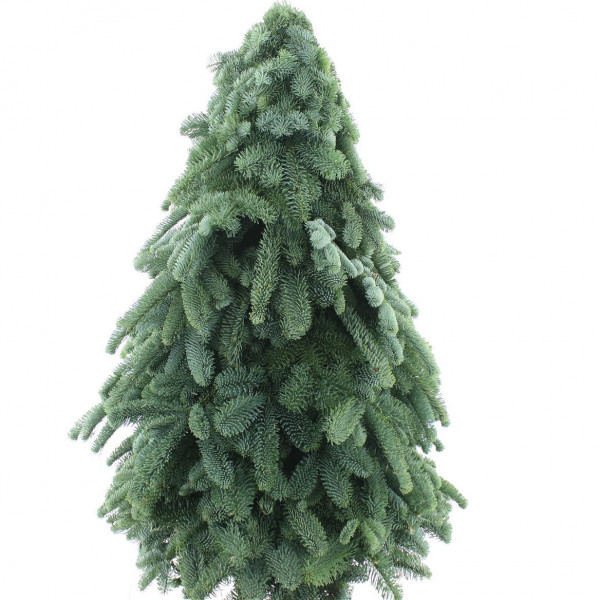 Nobilis Kerstboom Classic 100 Cm 100cm A1 Col-Green