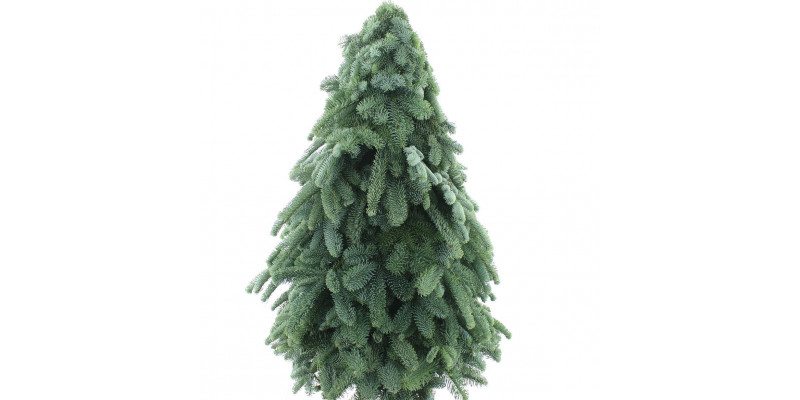 Nobilis Kerstboom Classic 100 Cm 100cm A1 Col-Green