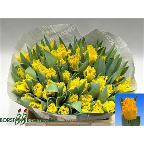 Tulips Freesias Yellow Valery 36cm A1 Col-Yellow